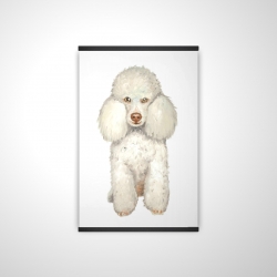 French poodle