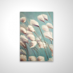 Cotton grass flowers in the wind