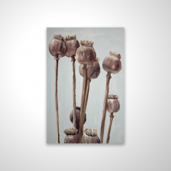 Sepia poppy head plants