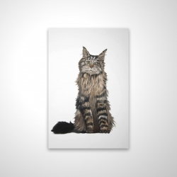 Maine coon cat