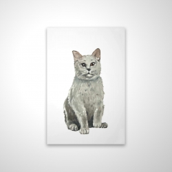 British shorthair cat