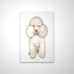 French poodle