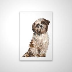 Shih-tzu