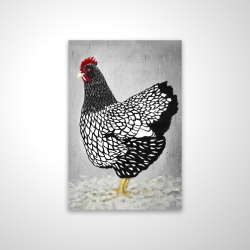 Black and white wyandotte hen