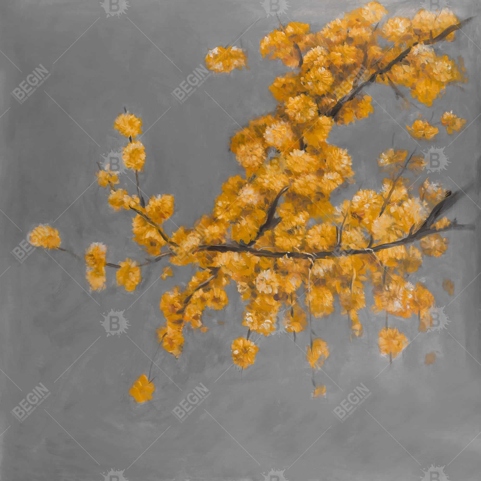 Golden wattle plant with pugg ball flowers
