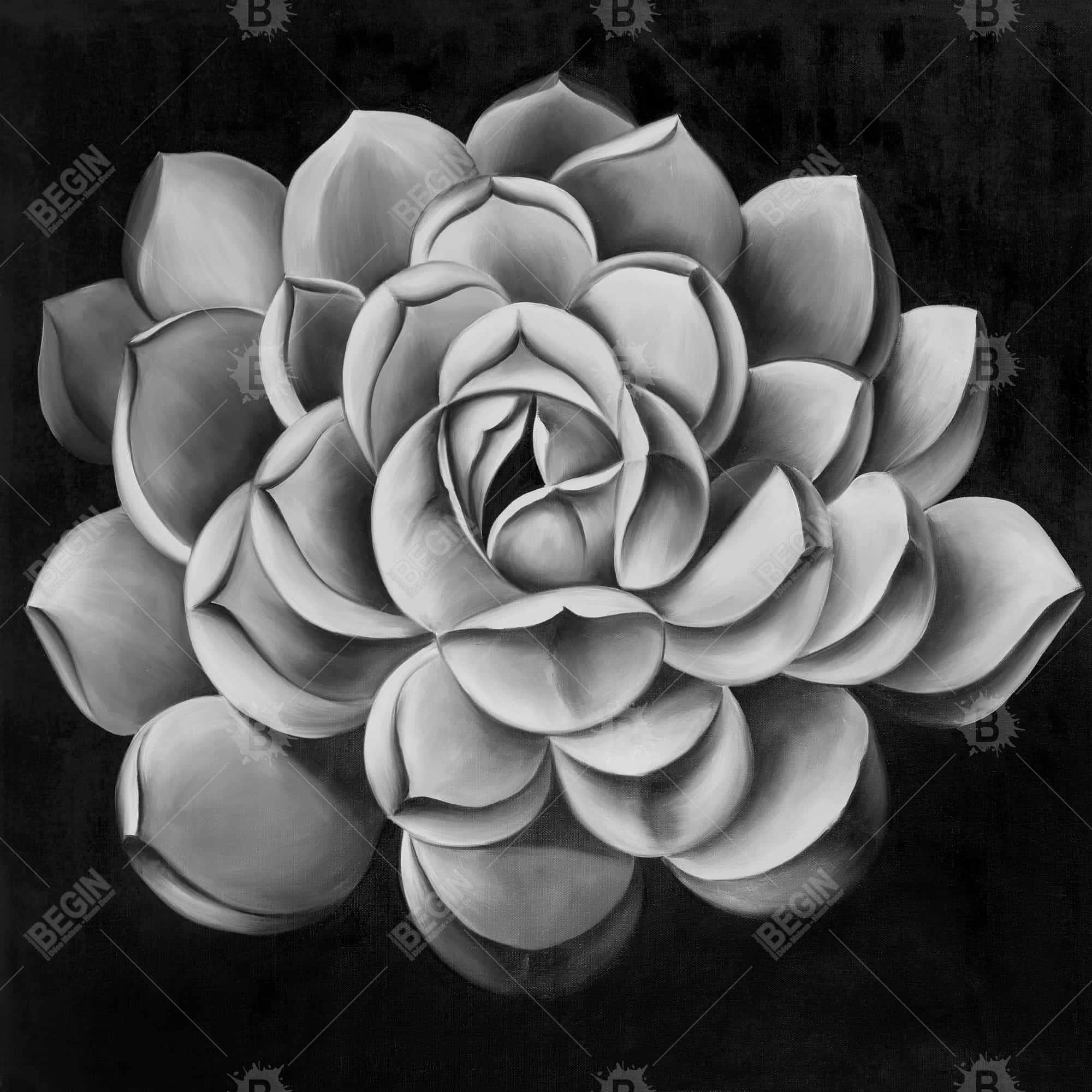 Black and white succulent