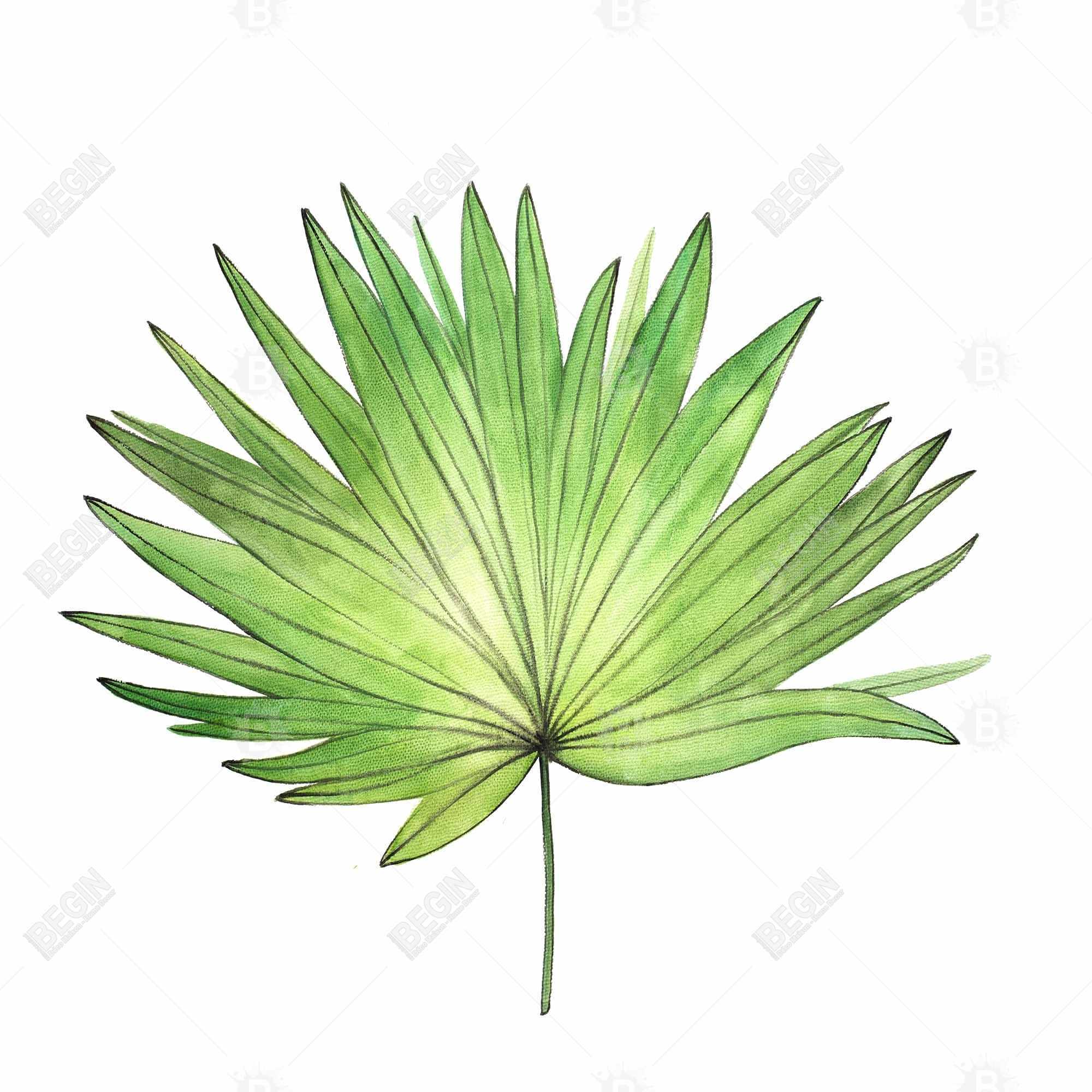 Petticoat palm