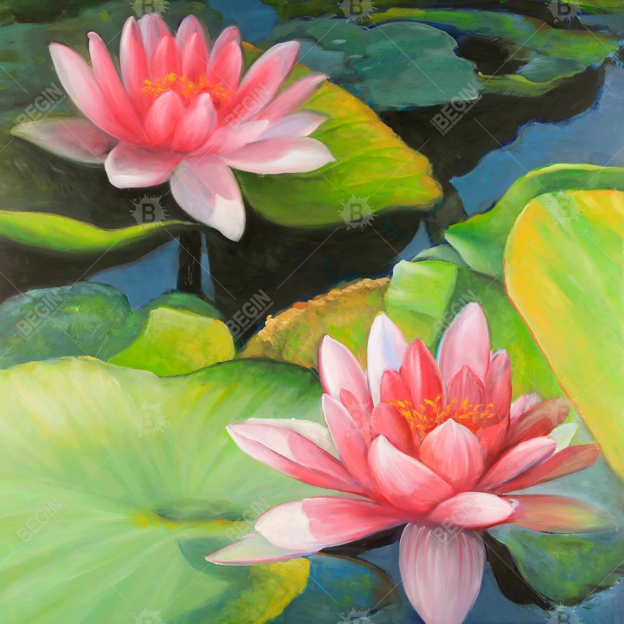 Water lilies and lotus flowers