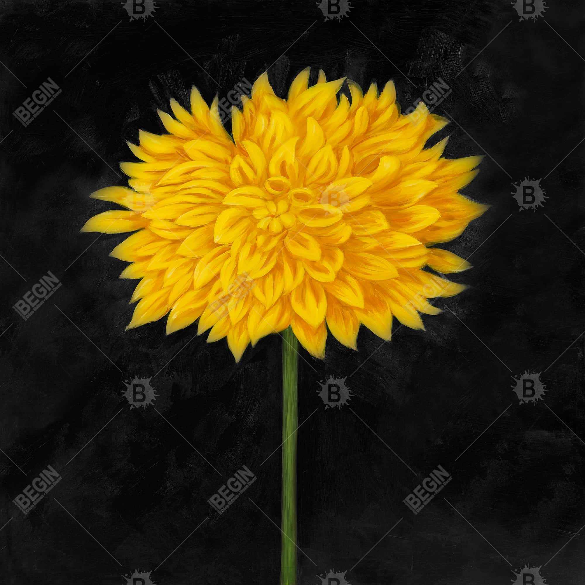 Chrysanthème jaune