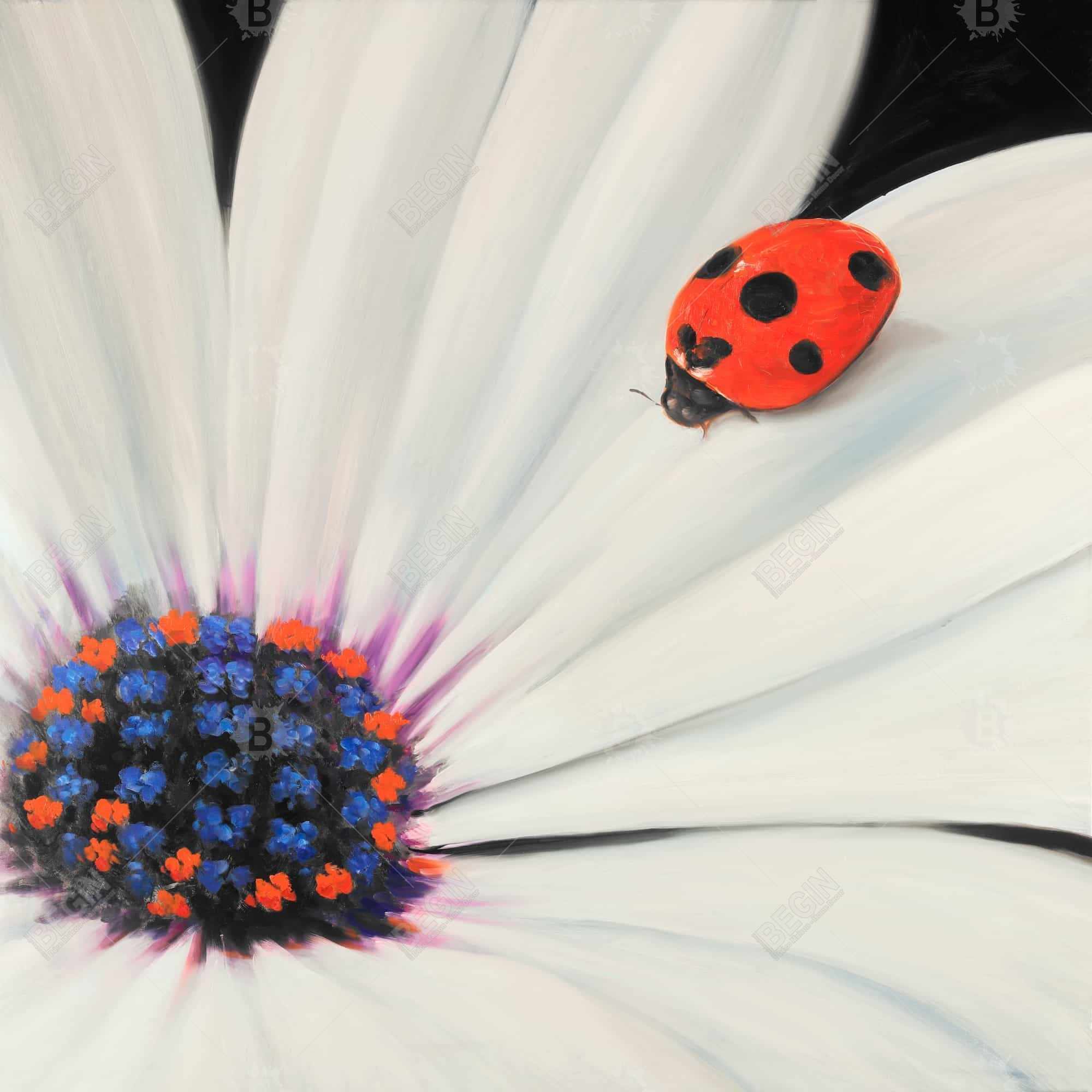 Marguerite blanche et coccinelle