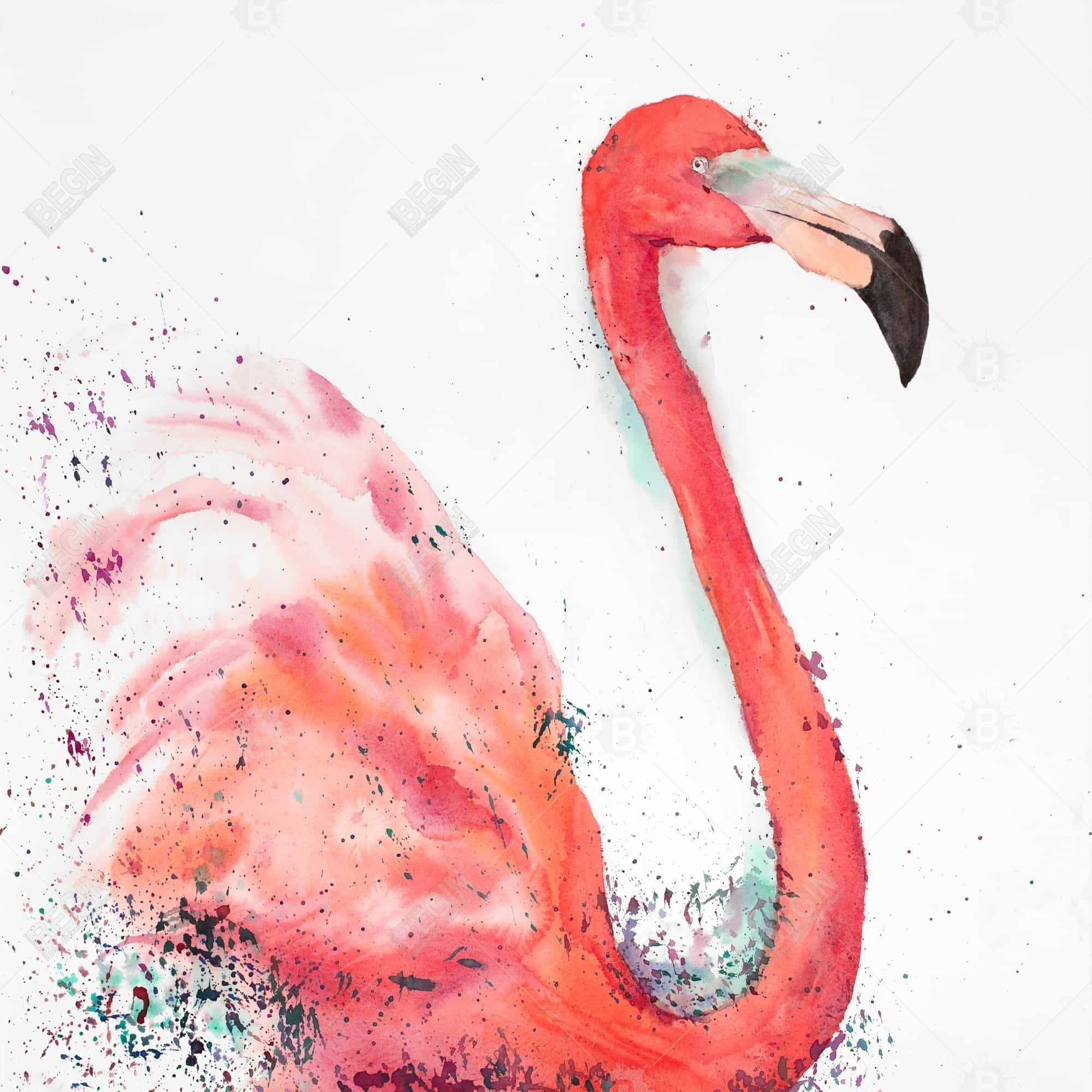 Flamant rose éclaboussant