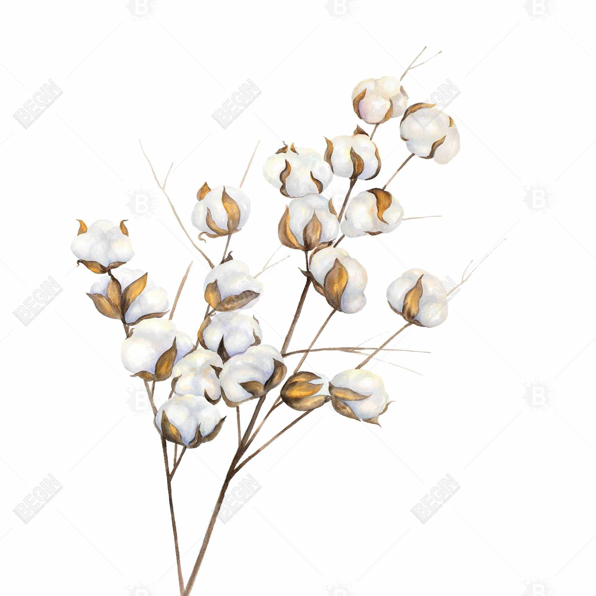 Une branche de fleurs de coton