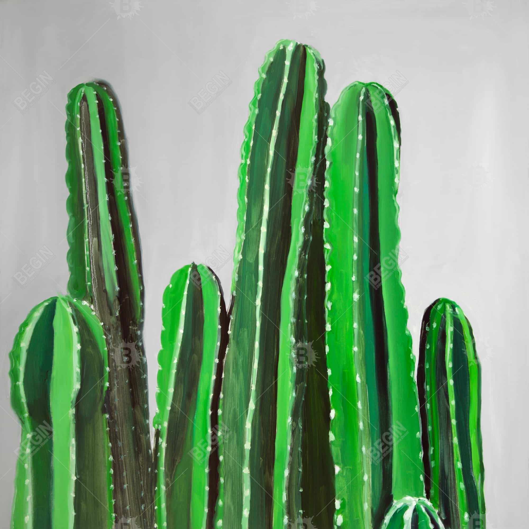 Cactus cierges