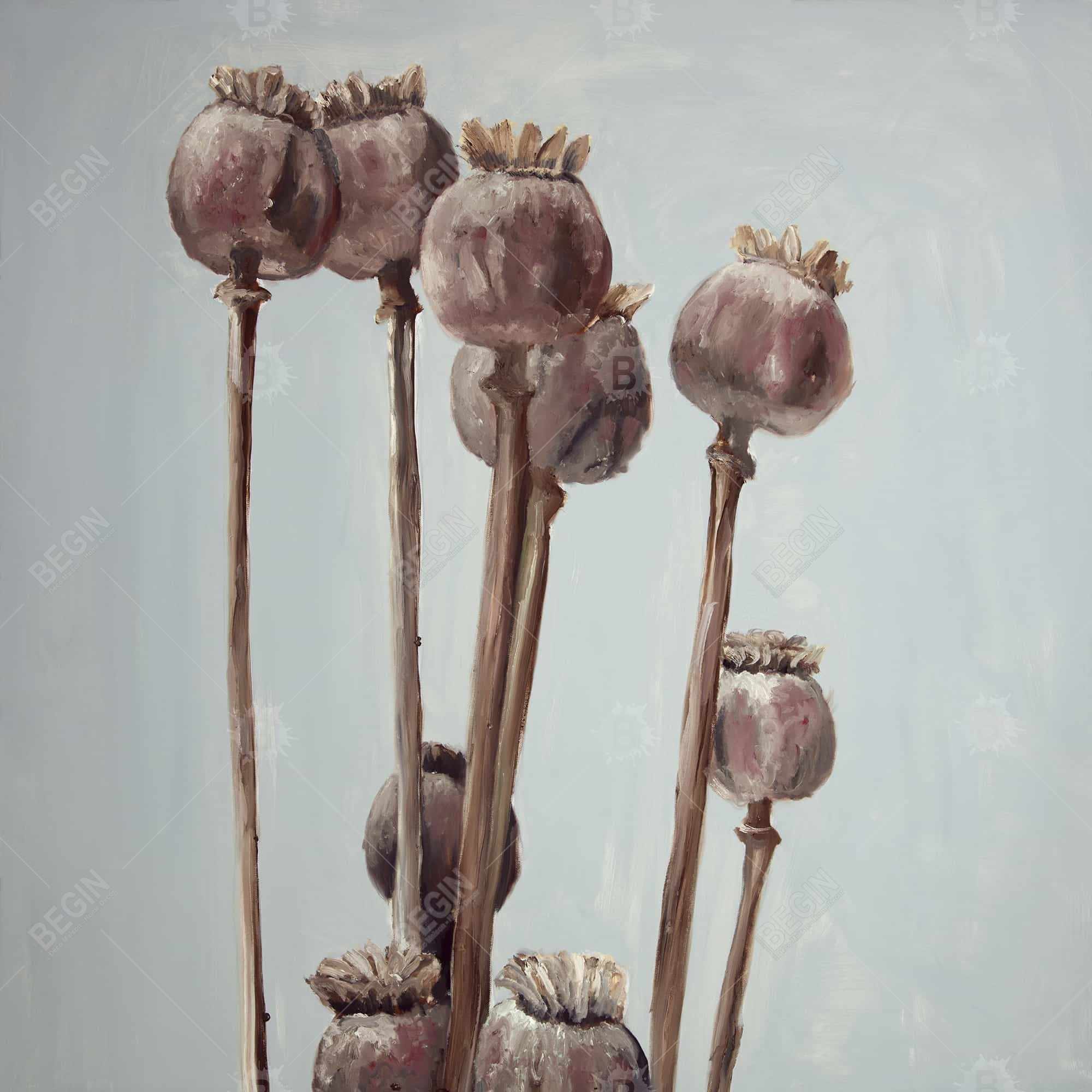 Sepia poppy head plants