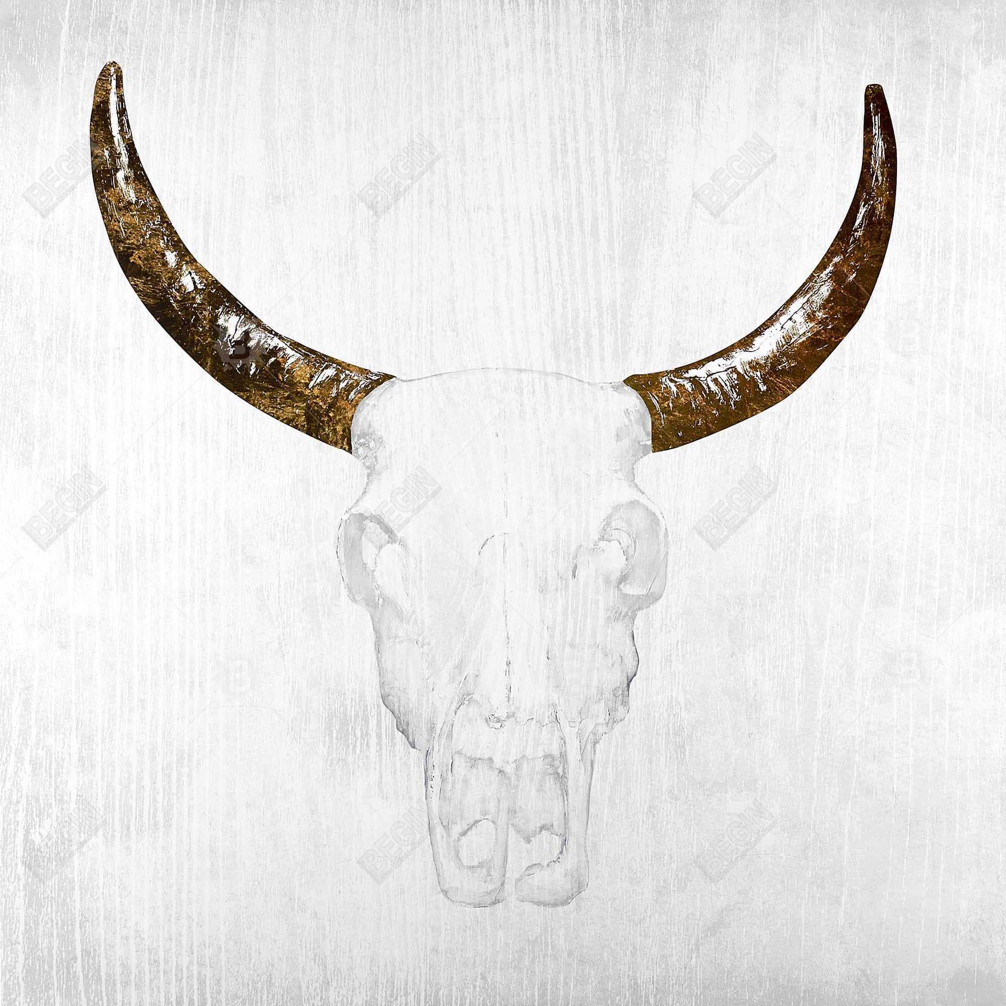 Bull skull with brown horns