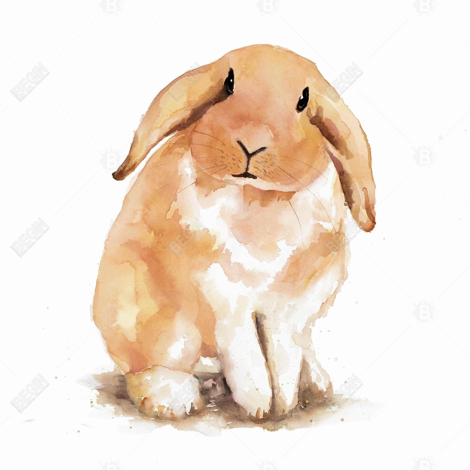 Lapin bélier