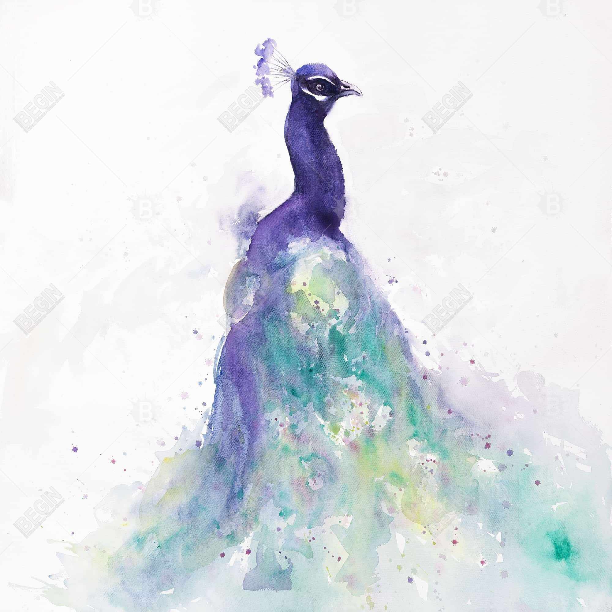 Abstract peacock in watercolor