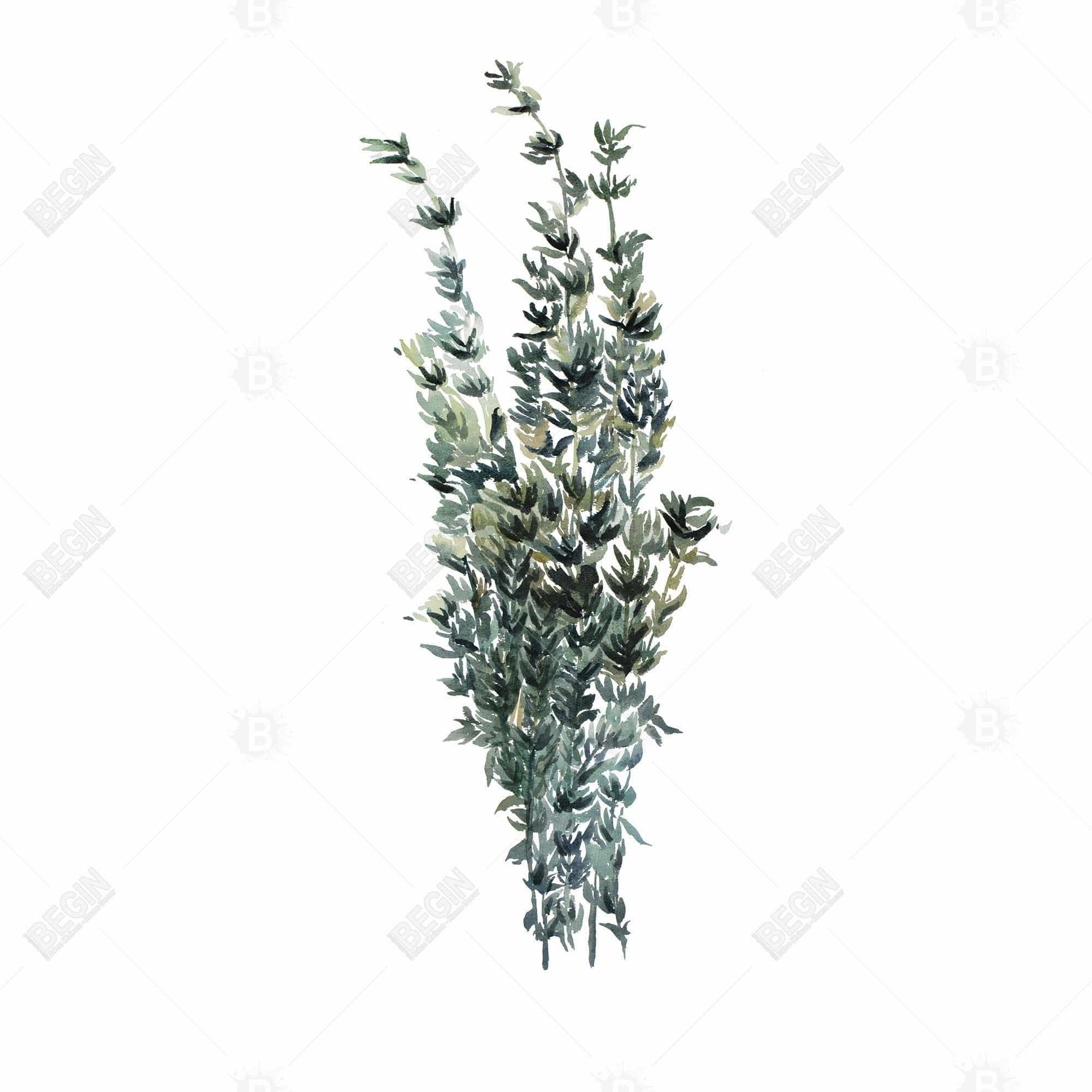 Thyme leaves bundle