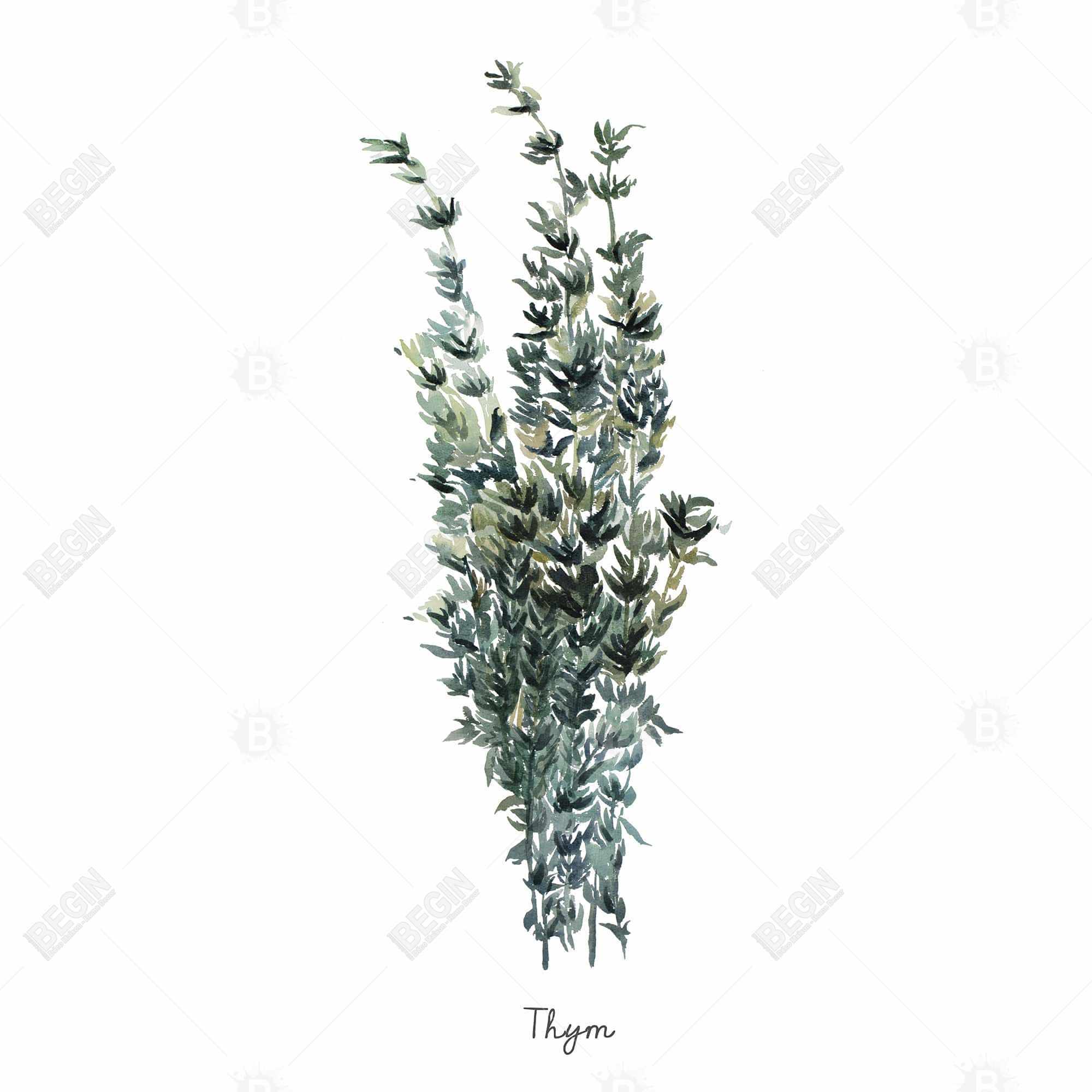 Thyme leaves bundle - fr