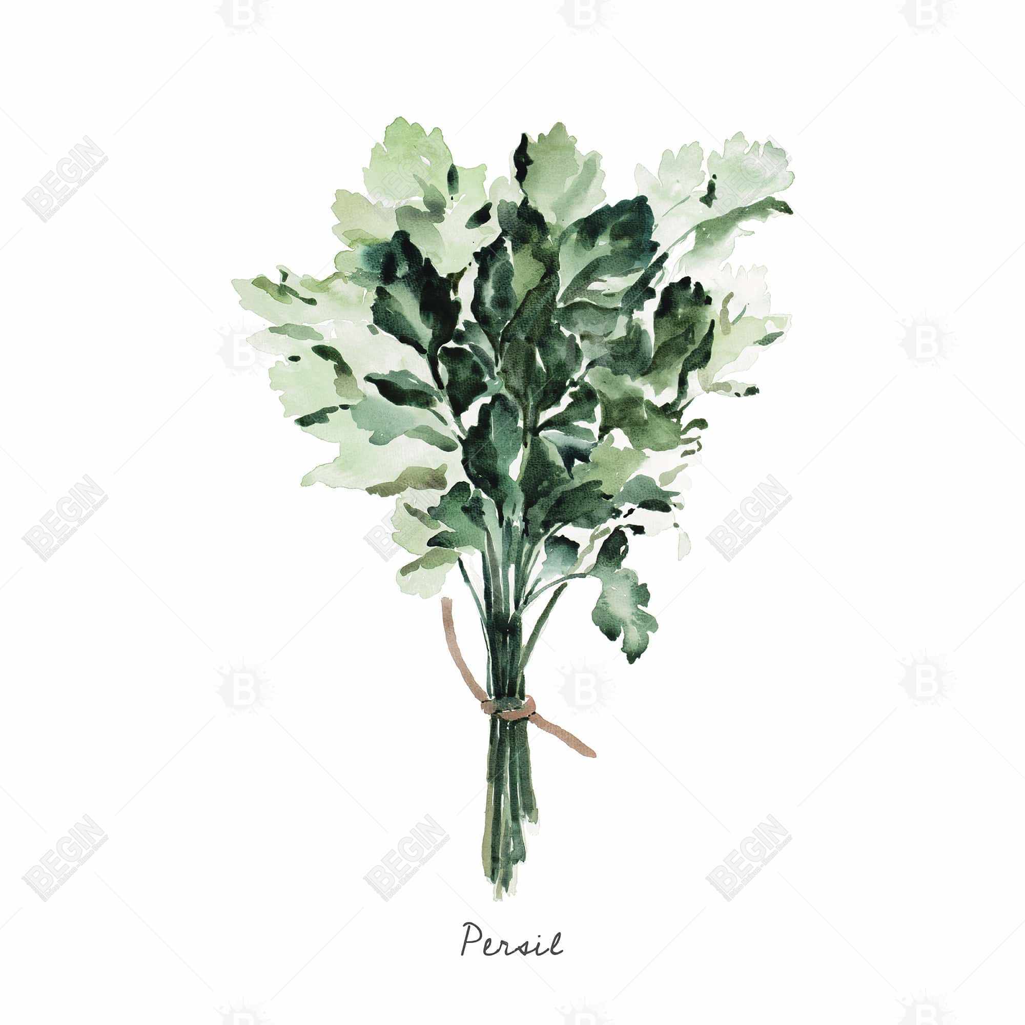 Bouquet de persil - fr