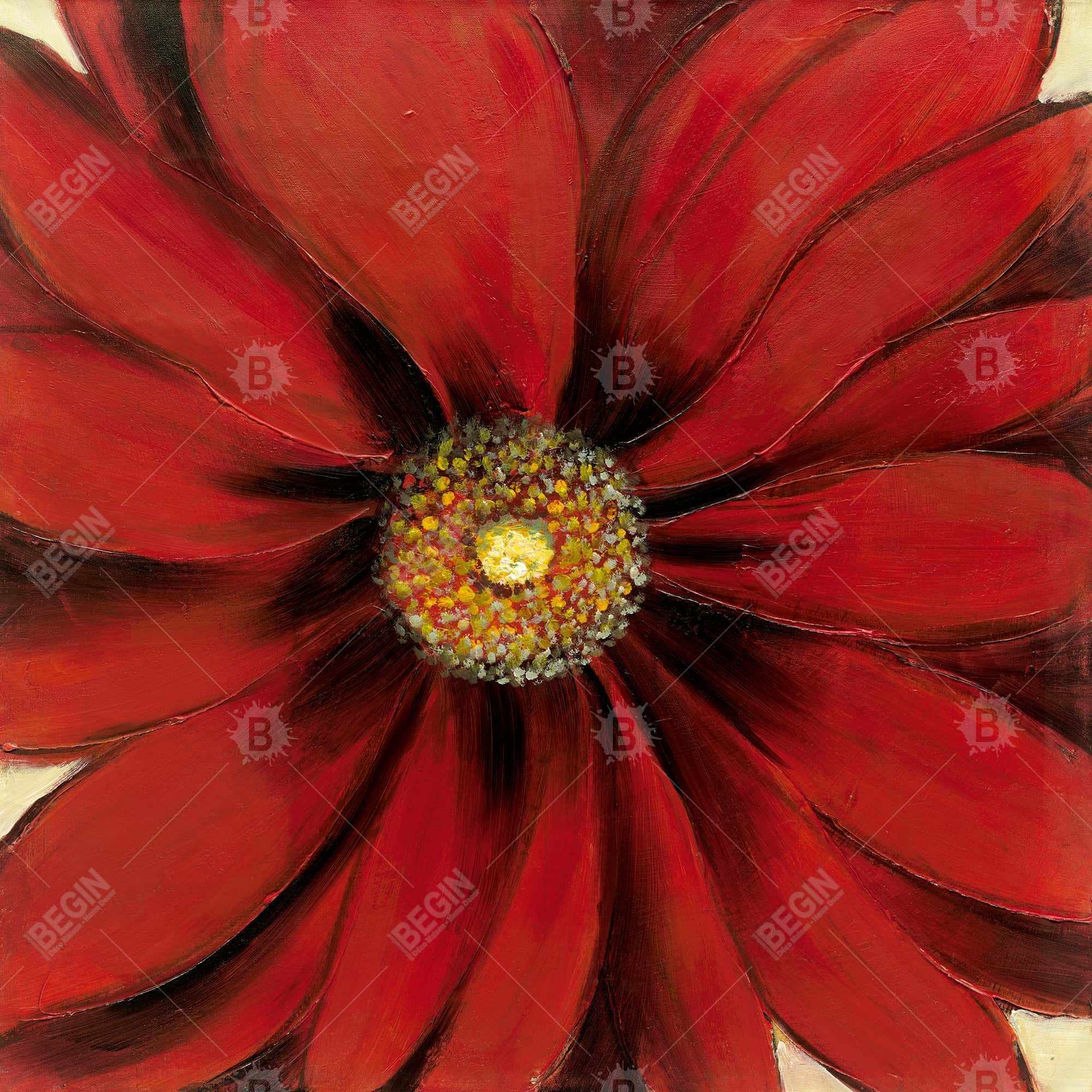 Marguerite rouge