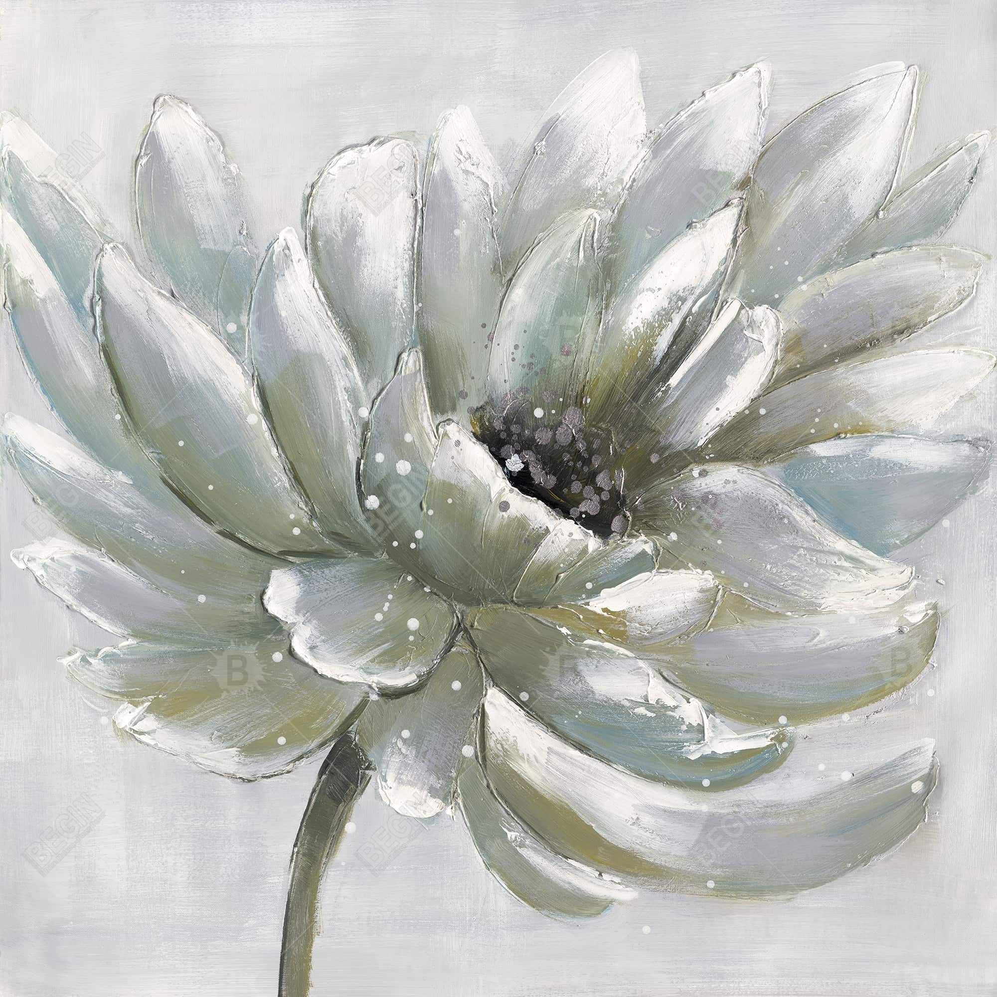 Chrysanthème blanche