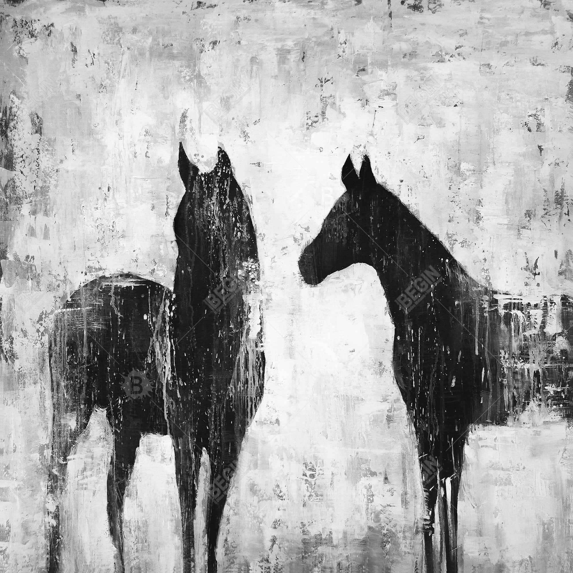 Black and white horses