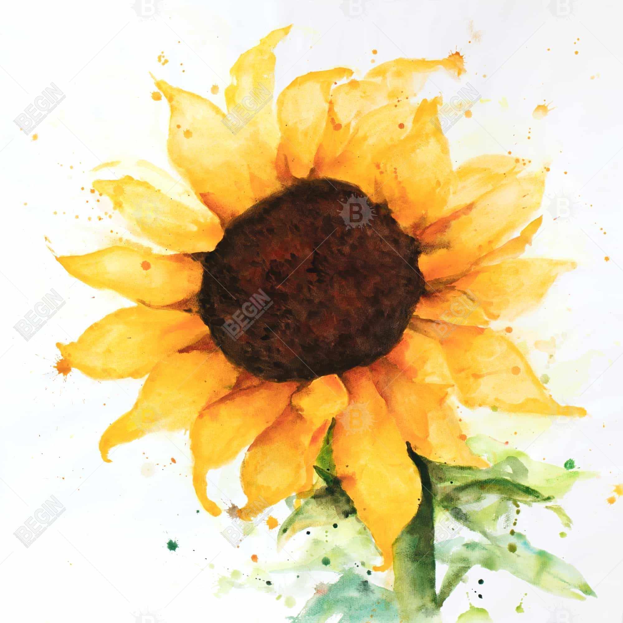 Tournesol