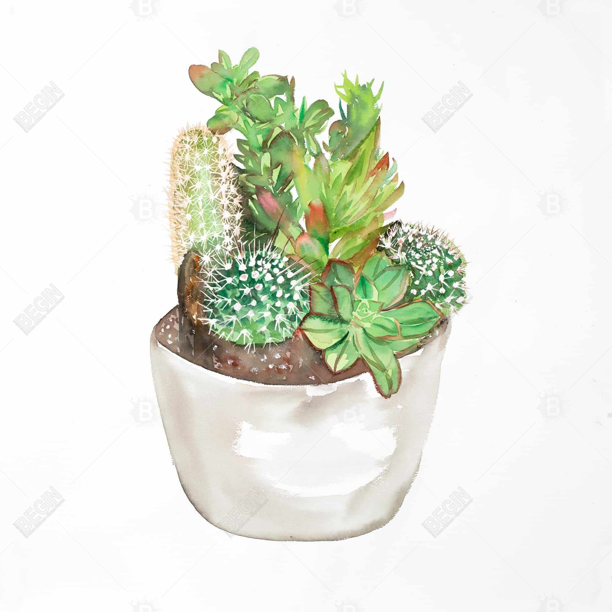 Assortiment de cactus en pot