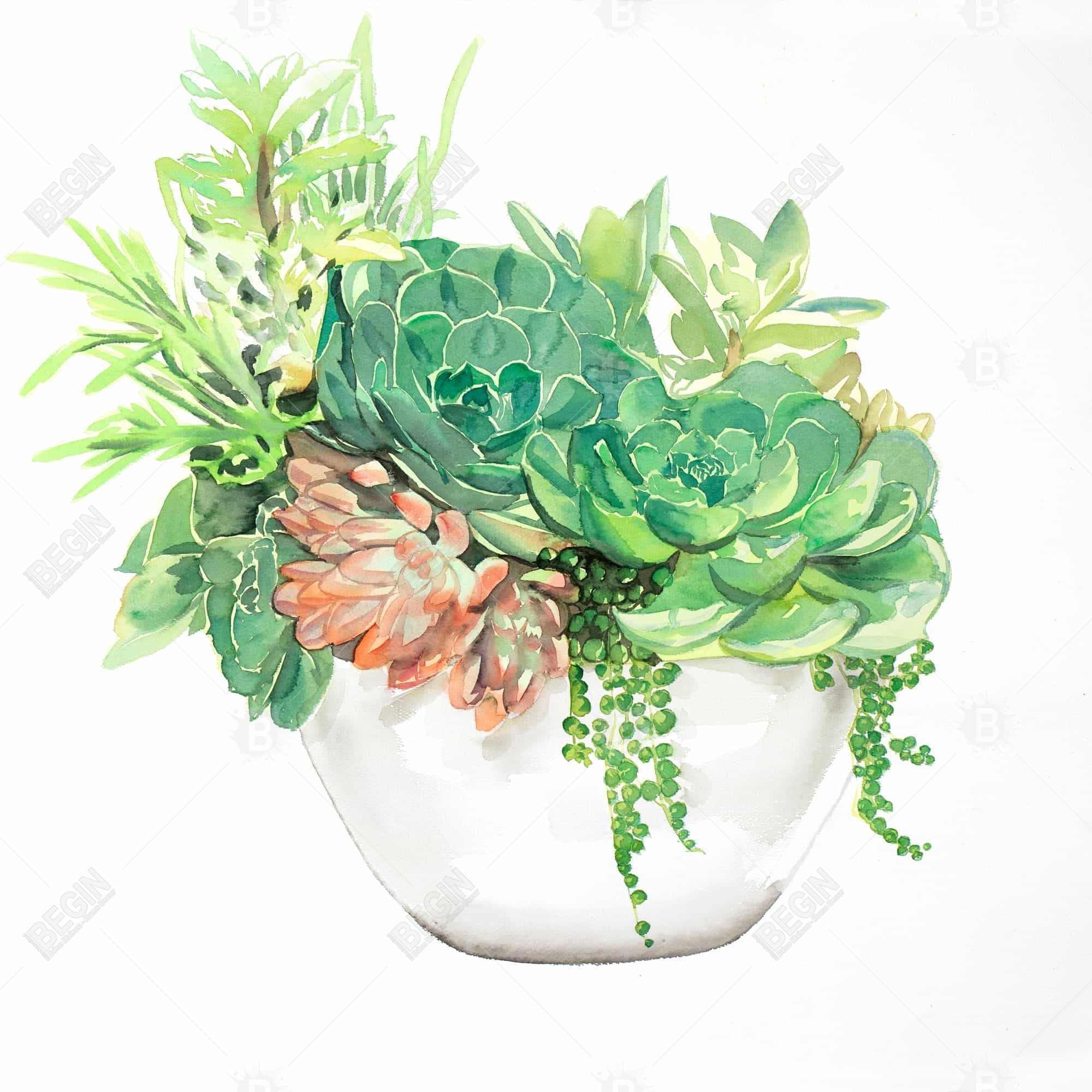 Assortiment de succulents en pot