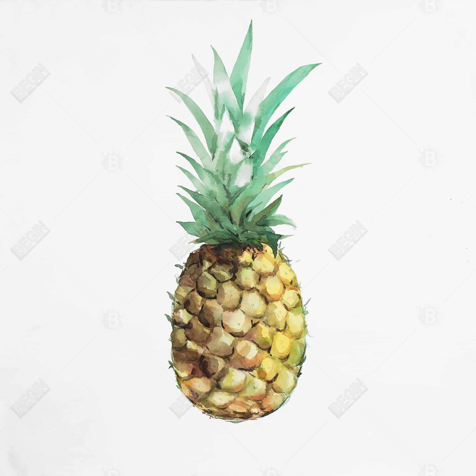 Ananas à l'aquarelle