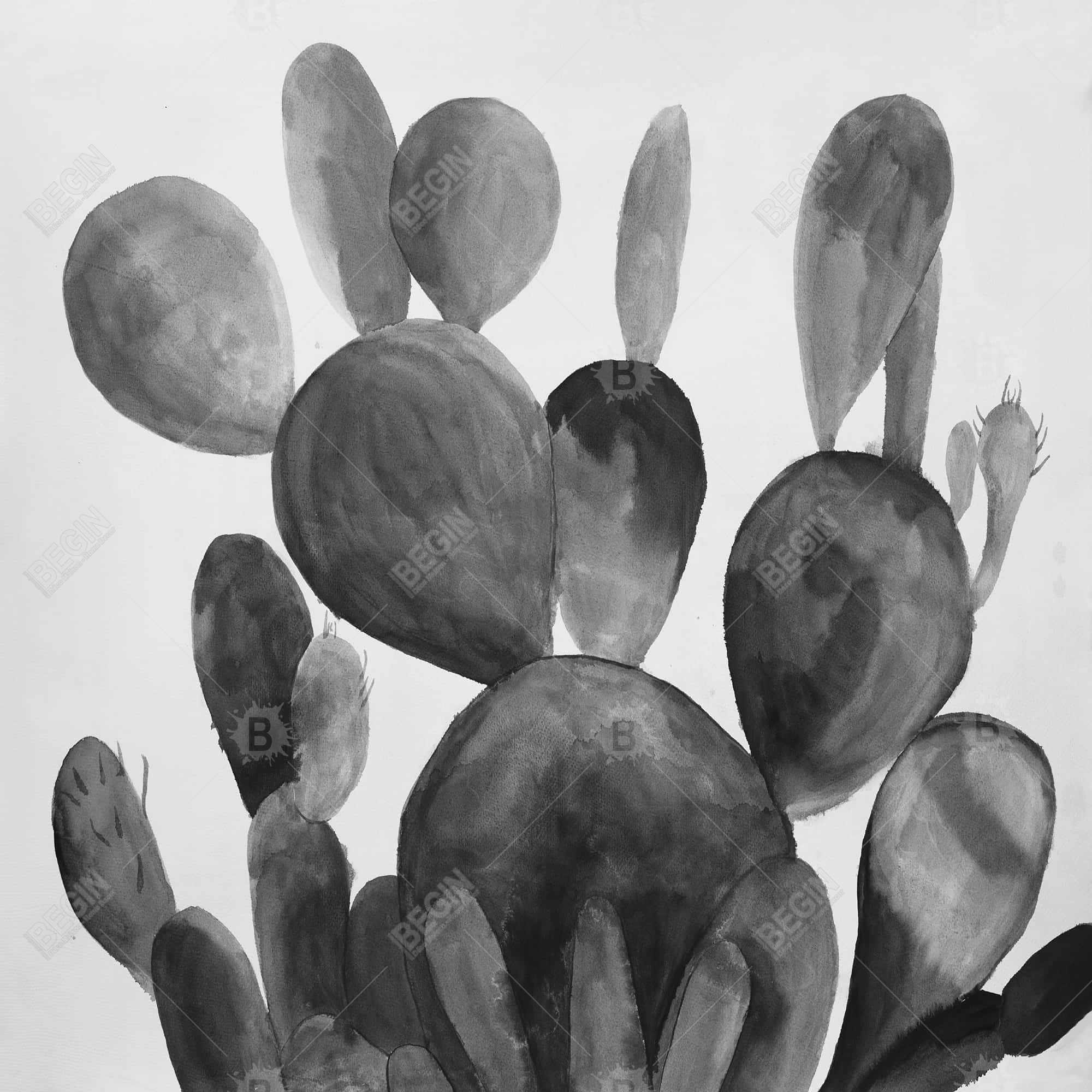 Cactus rond en tons de gris