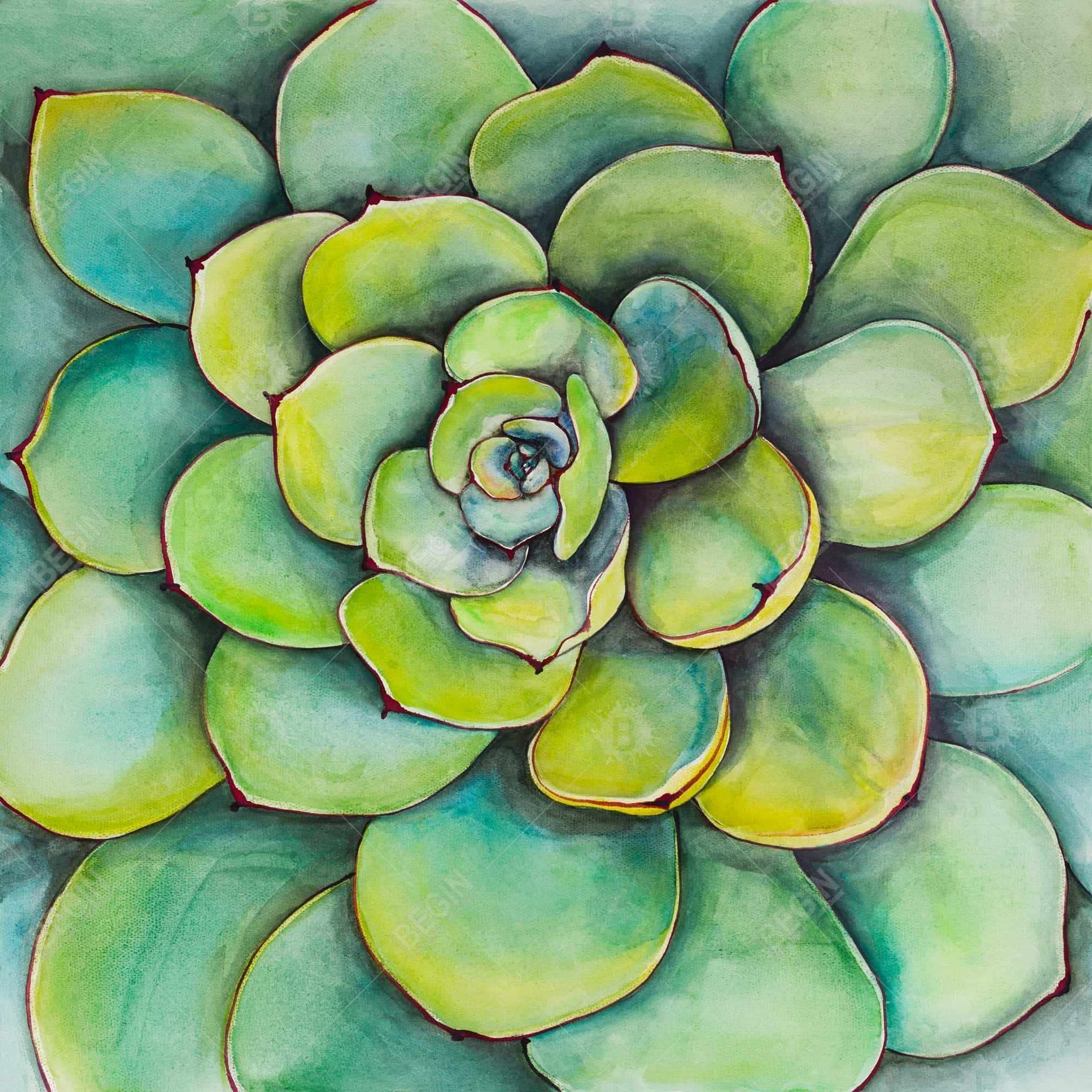 Watercolor succulent plant