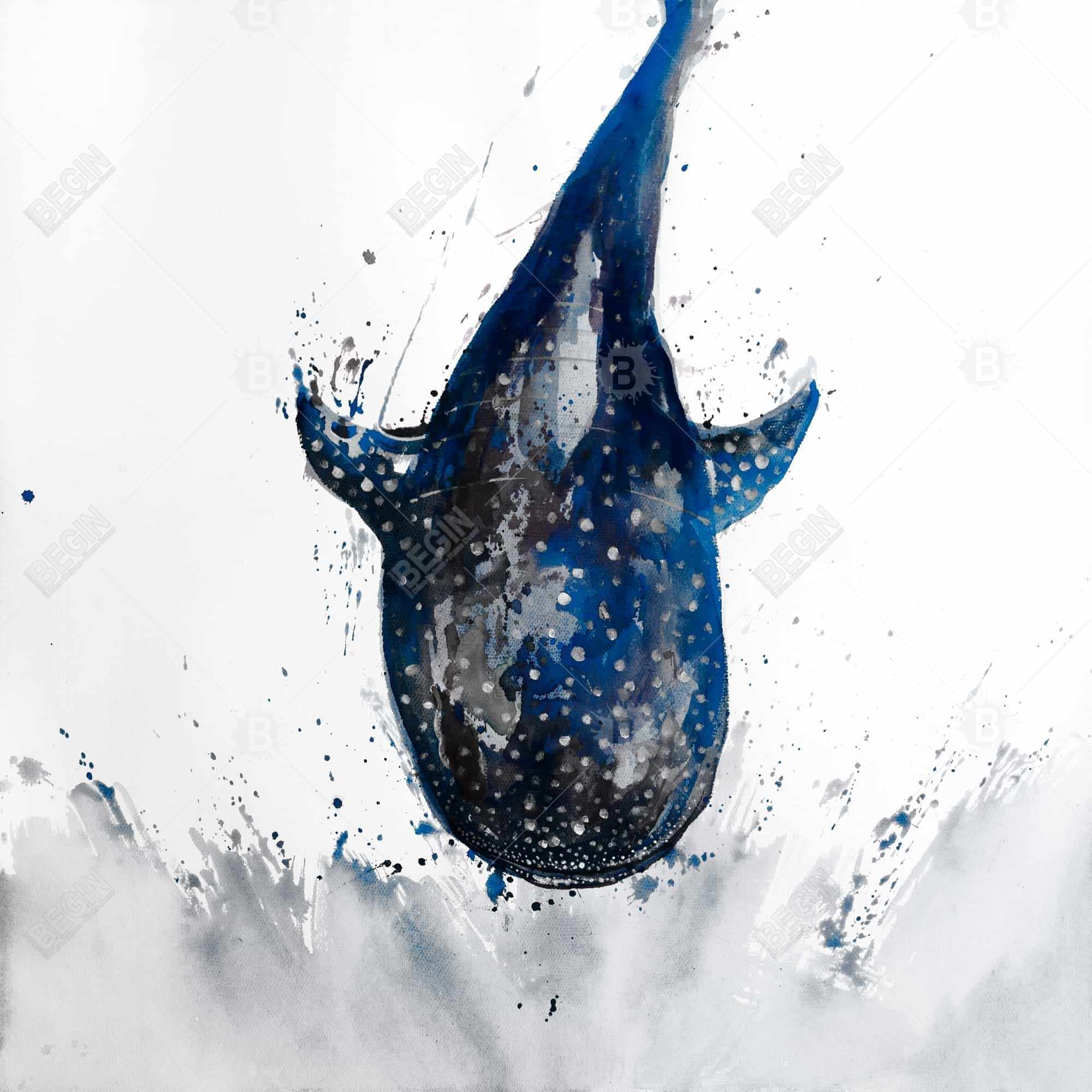 Shark whale