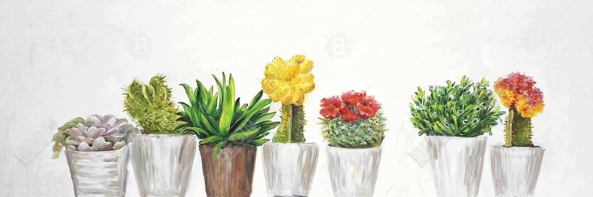 Petit pots cactus et succulents