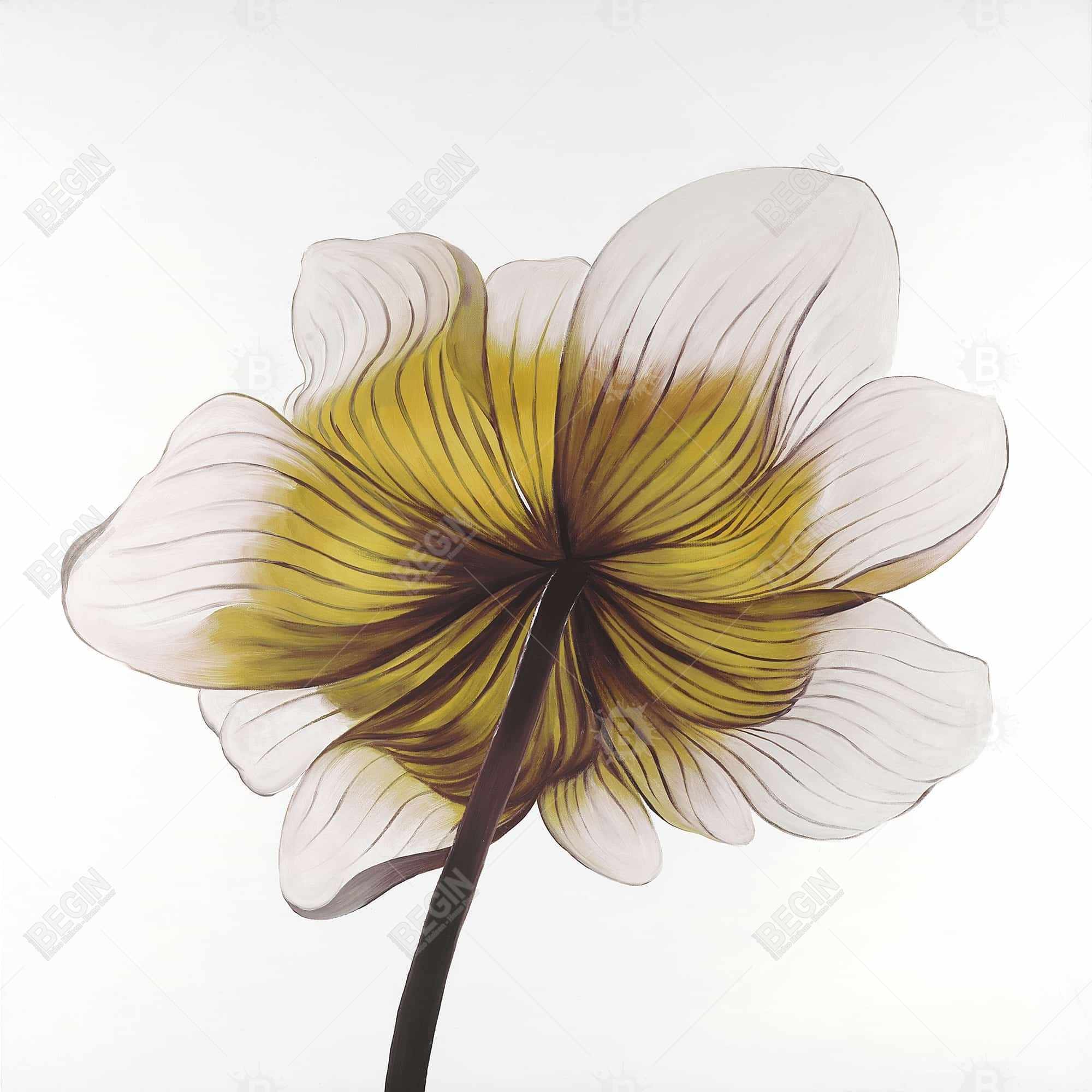 Beautiful anemone yellow flower