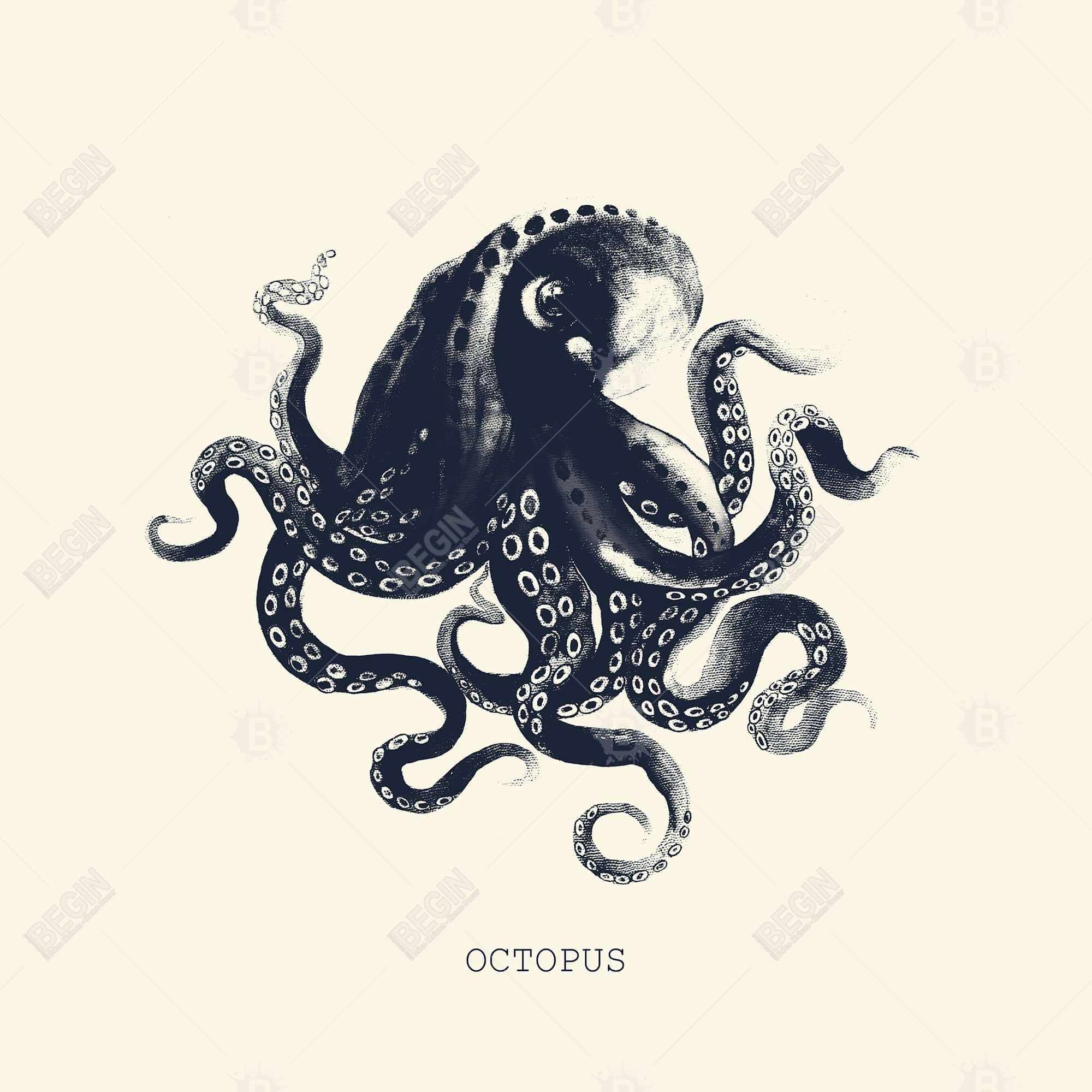 Octopus