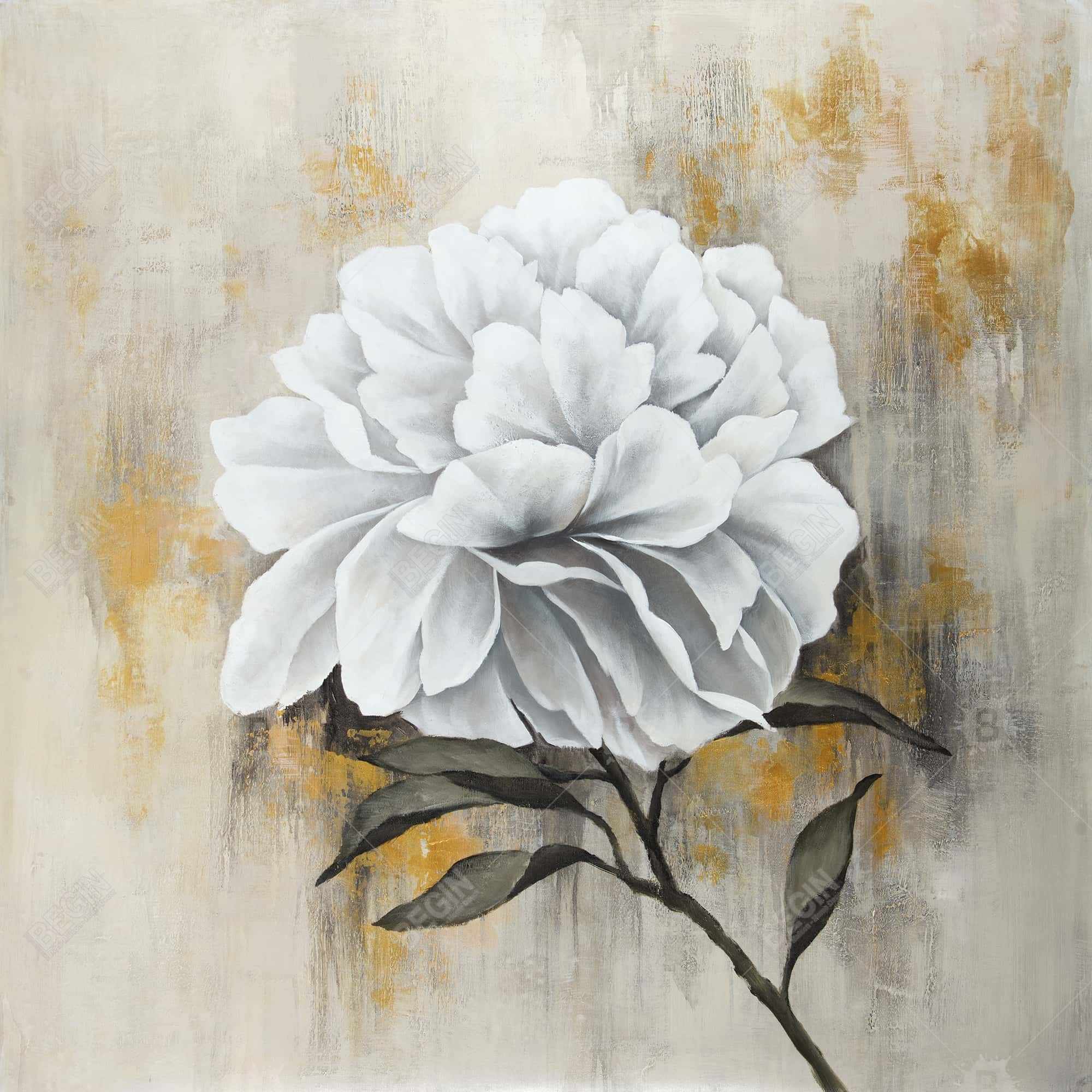 Pivoine blanche