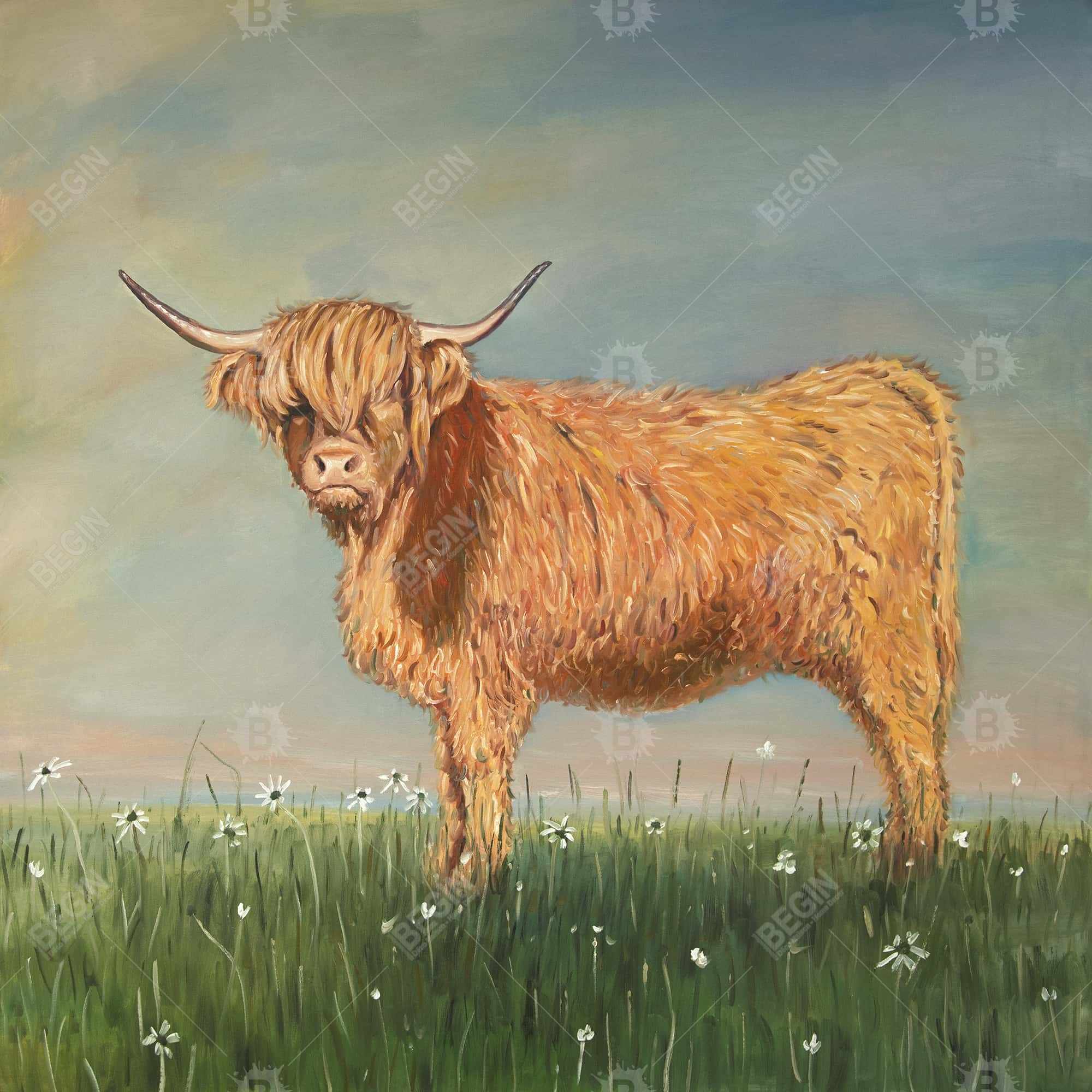 Daisy the highland cow