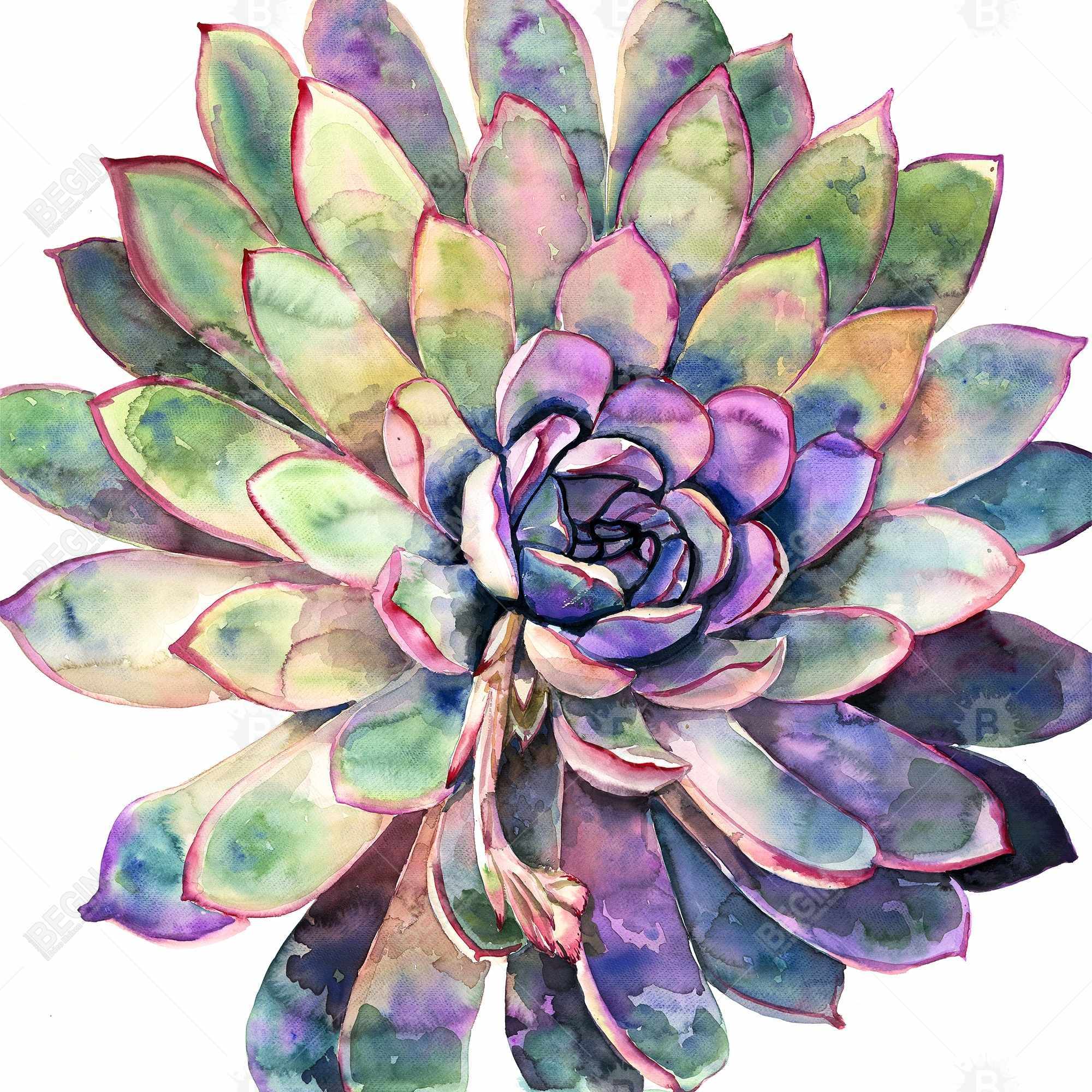 Succulent multicolore