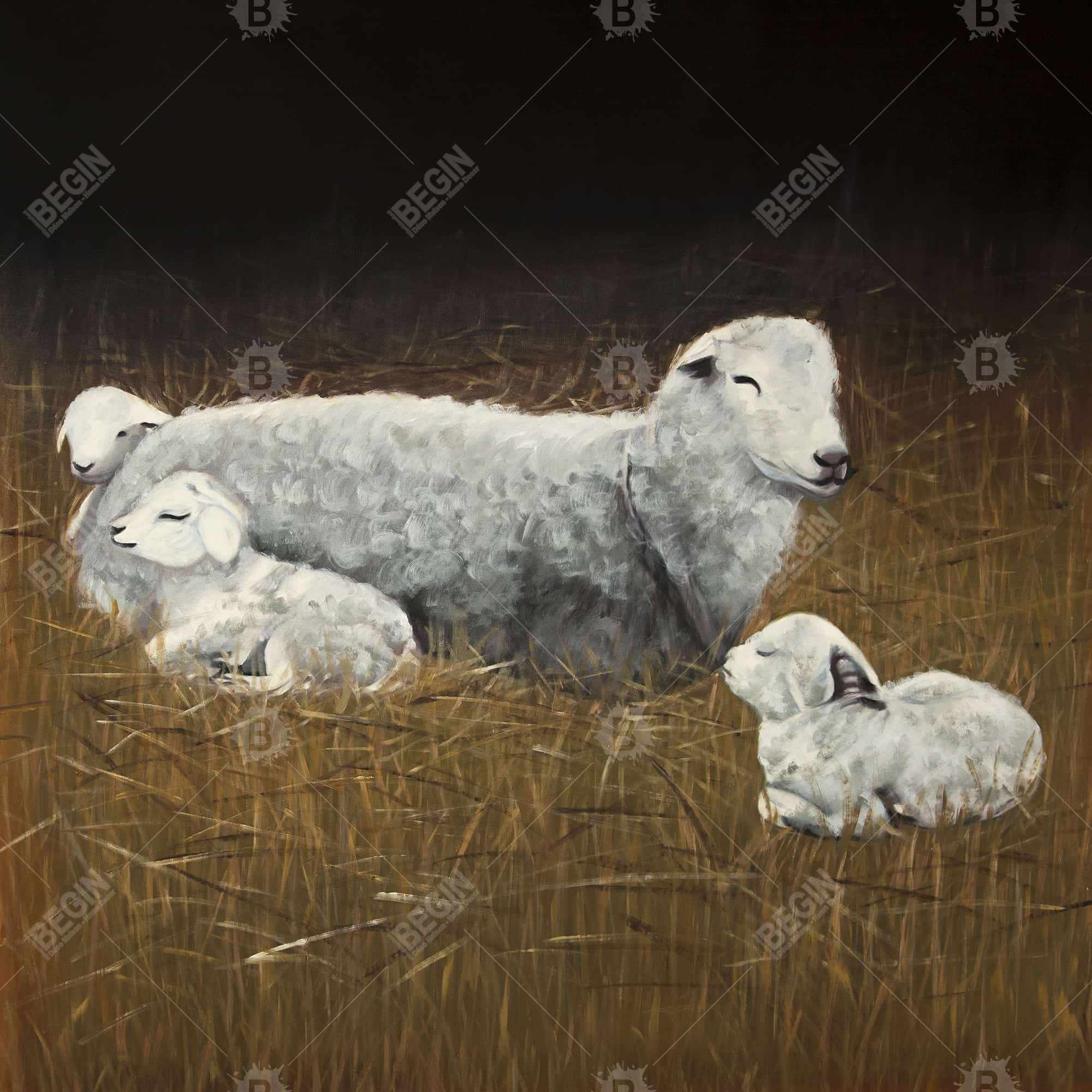 Sheep and lambs