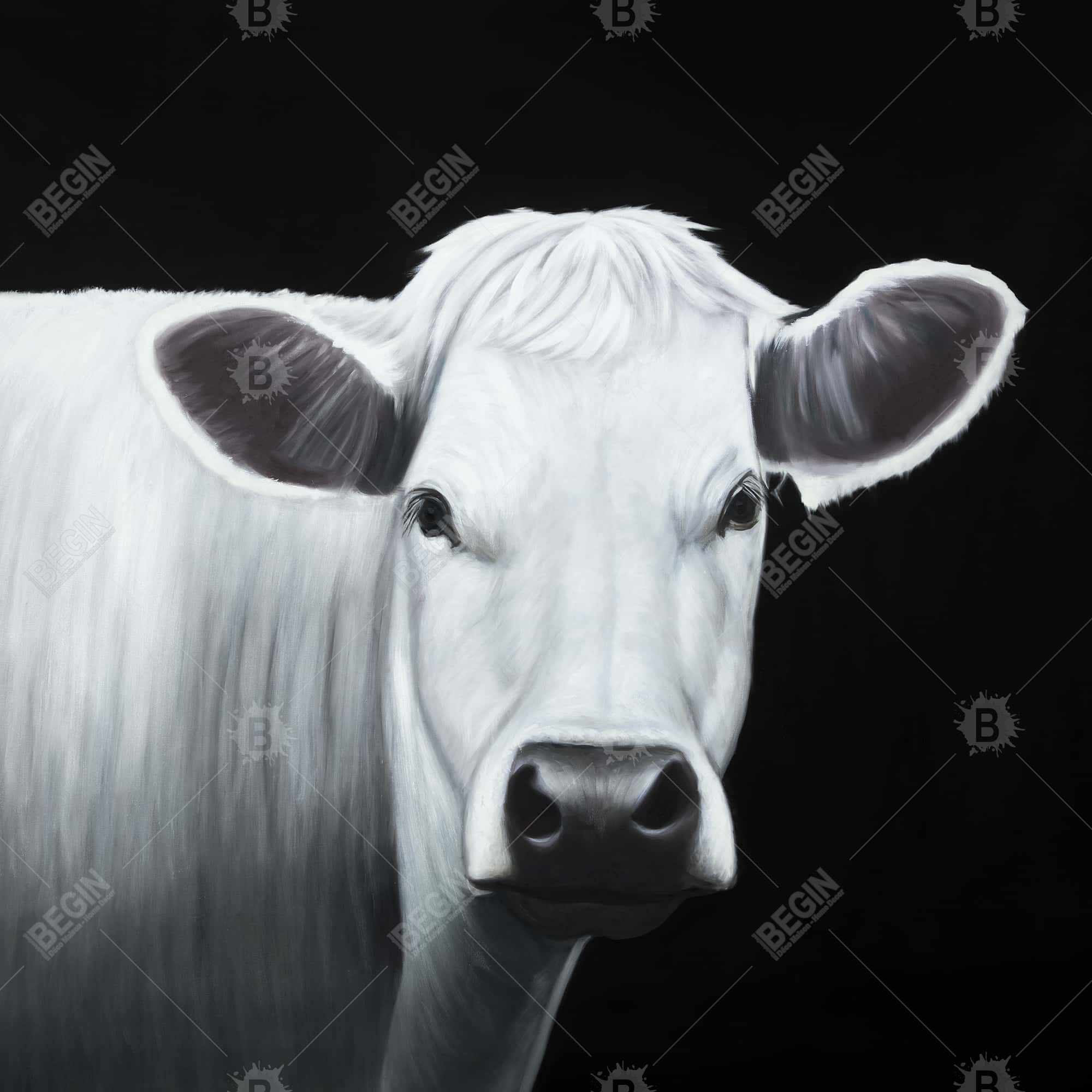 White cow