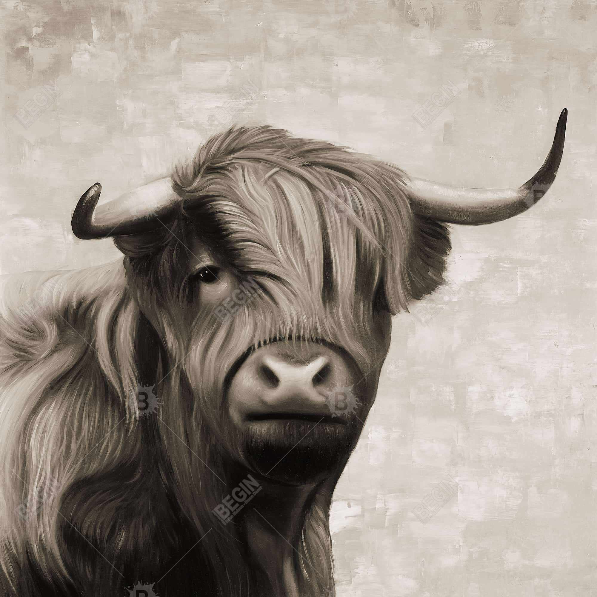 Highland cattle sepia