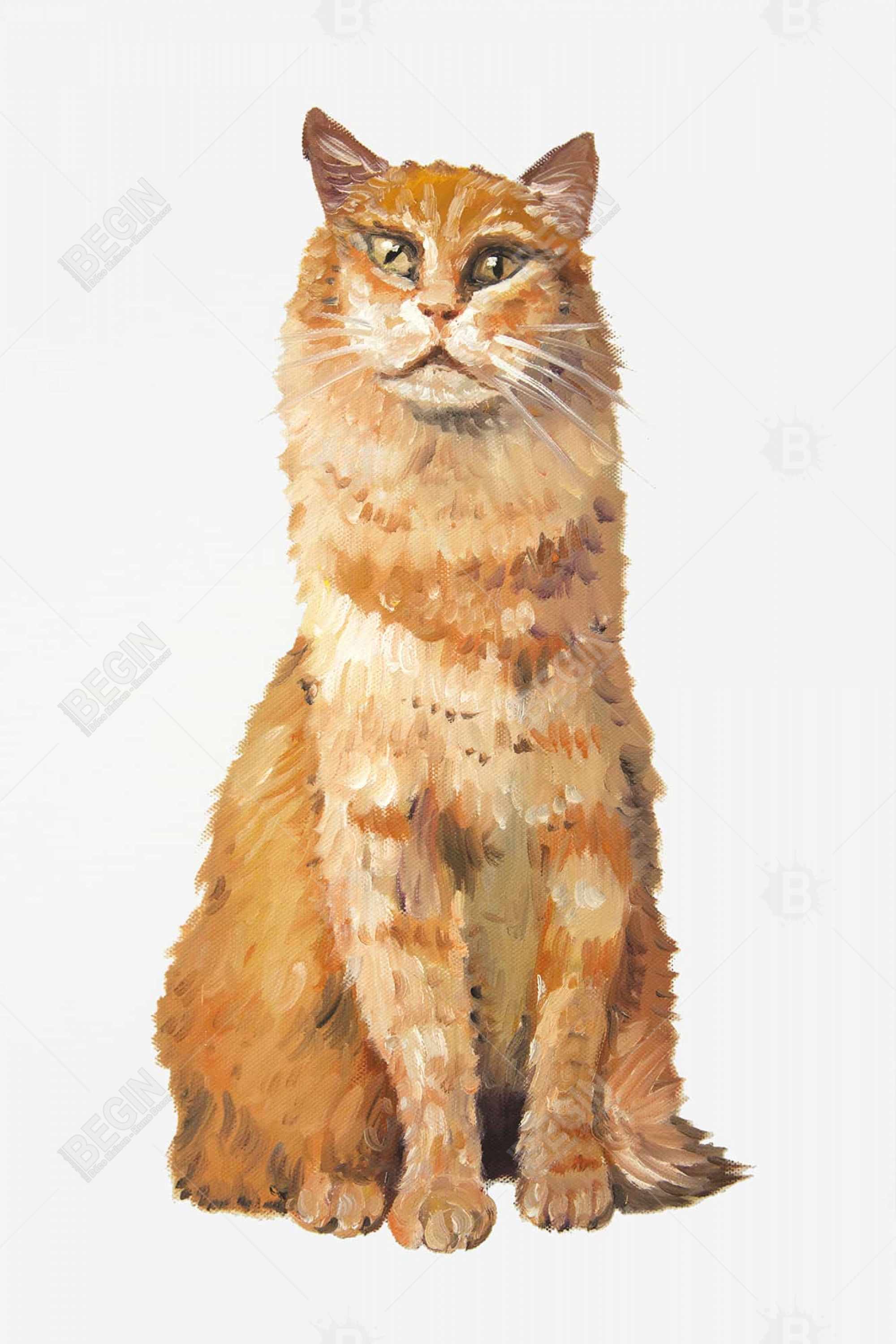 Ginger cat