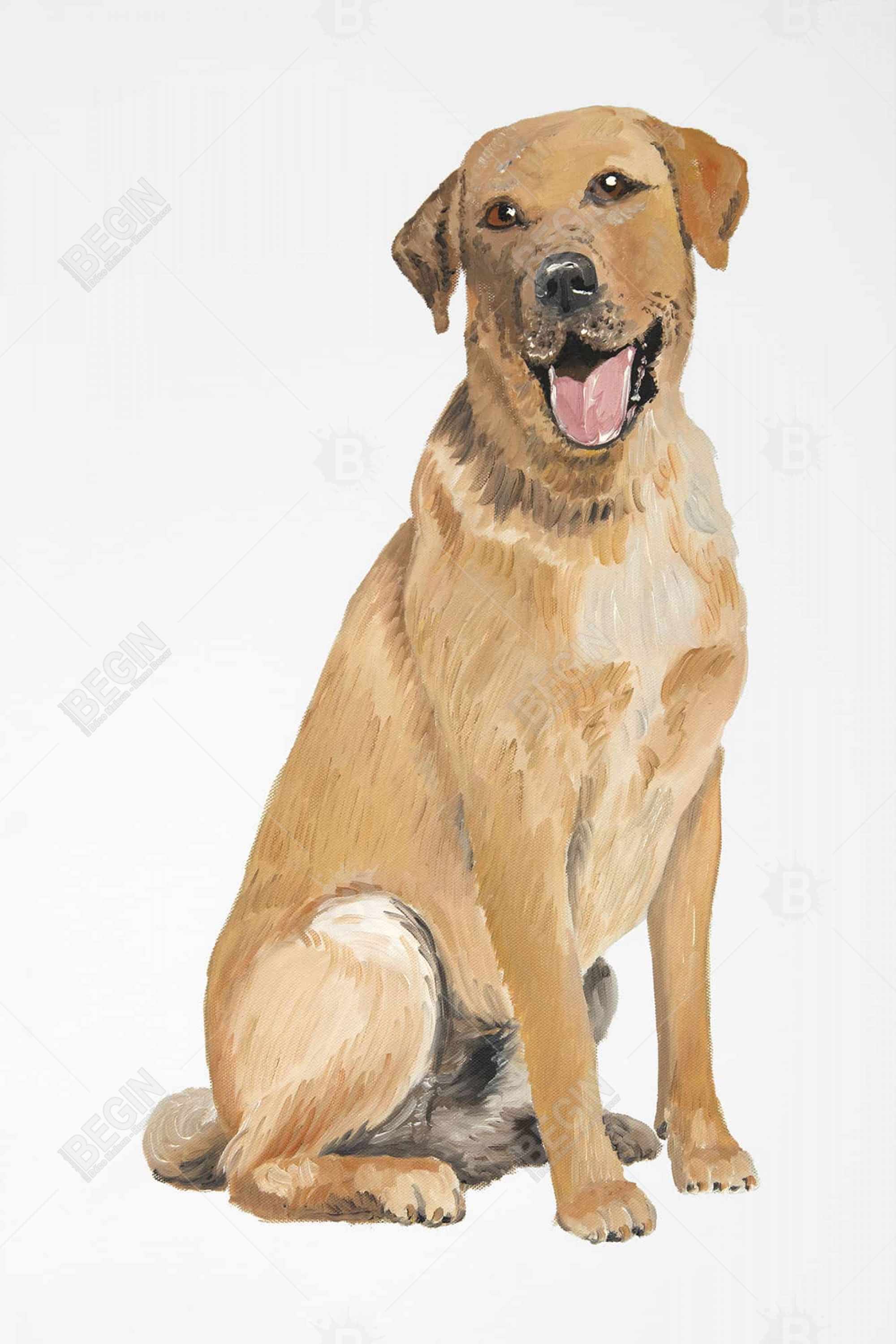 Labrador retriever