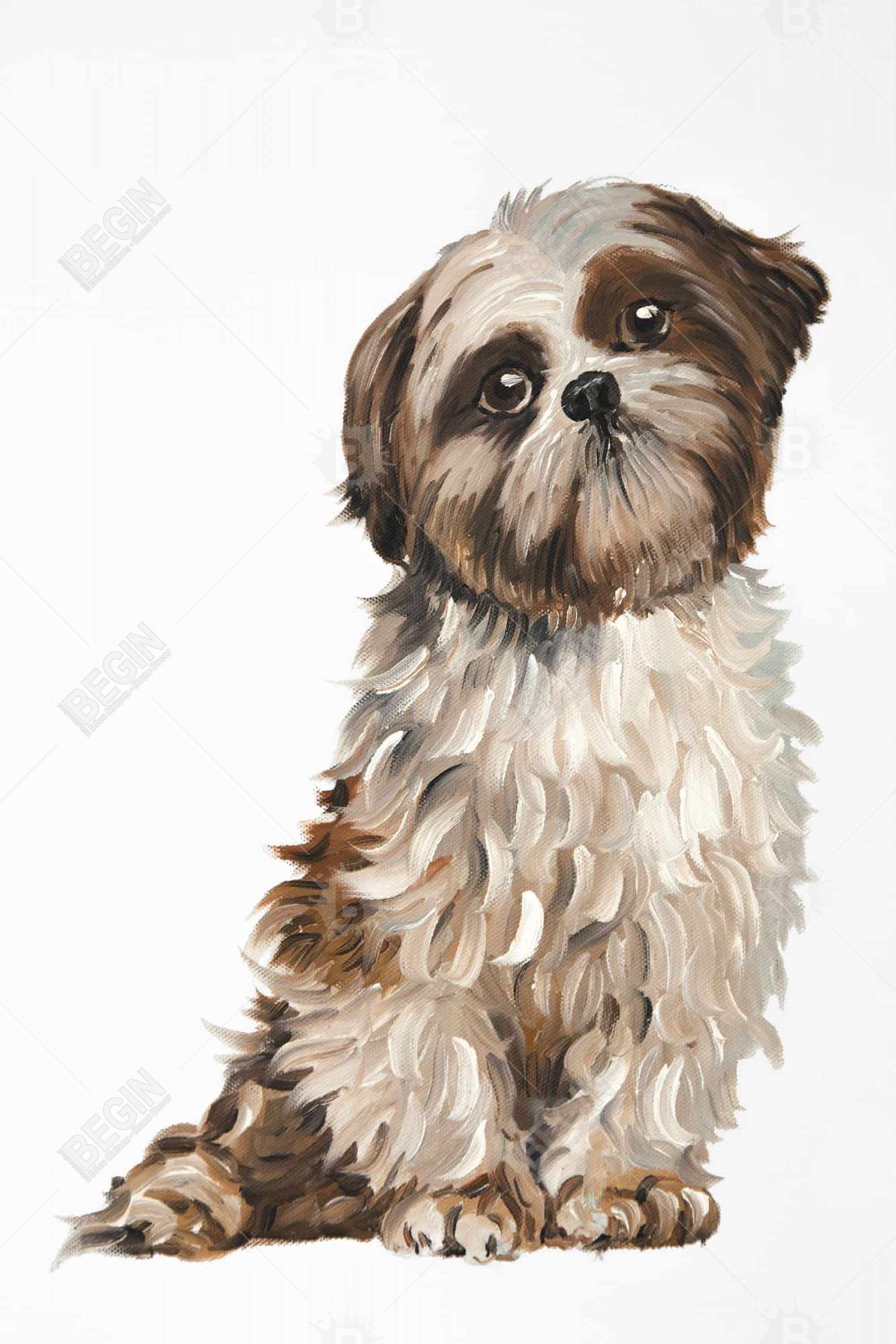 Shih-tzu