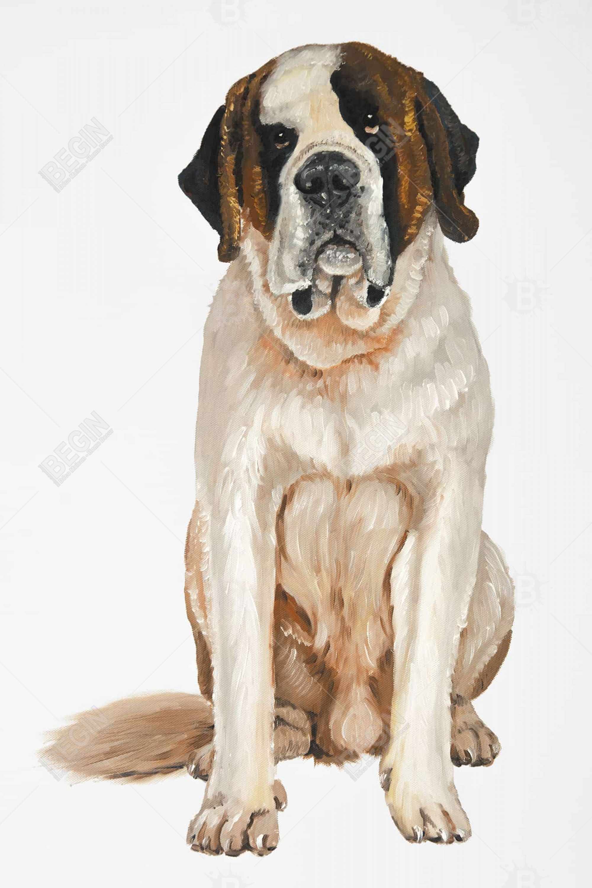 Saint bernard