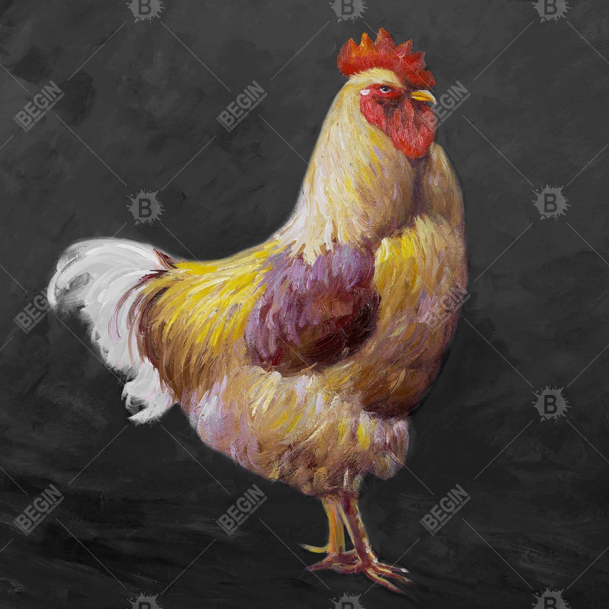 Beautiful rooster 2