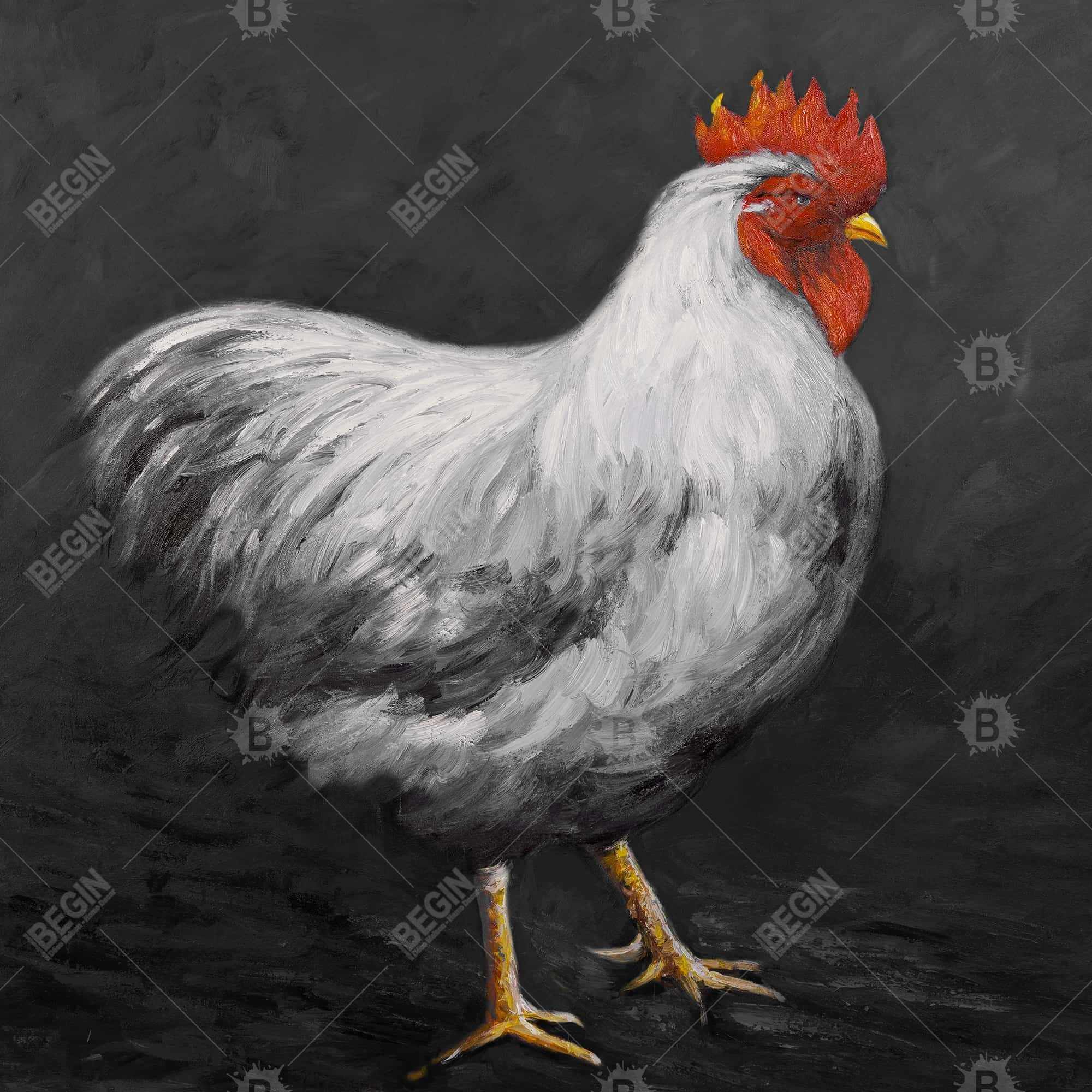 Grey rooster 2